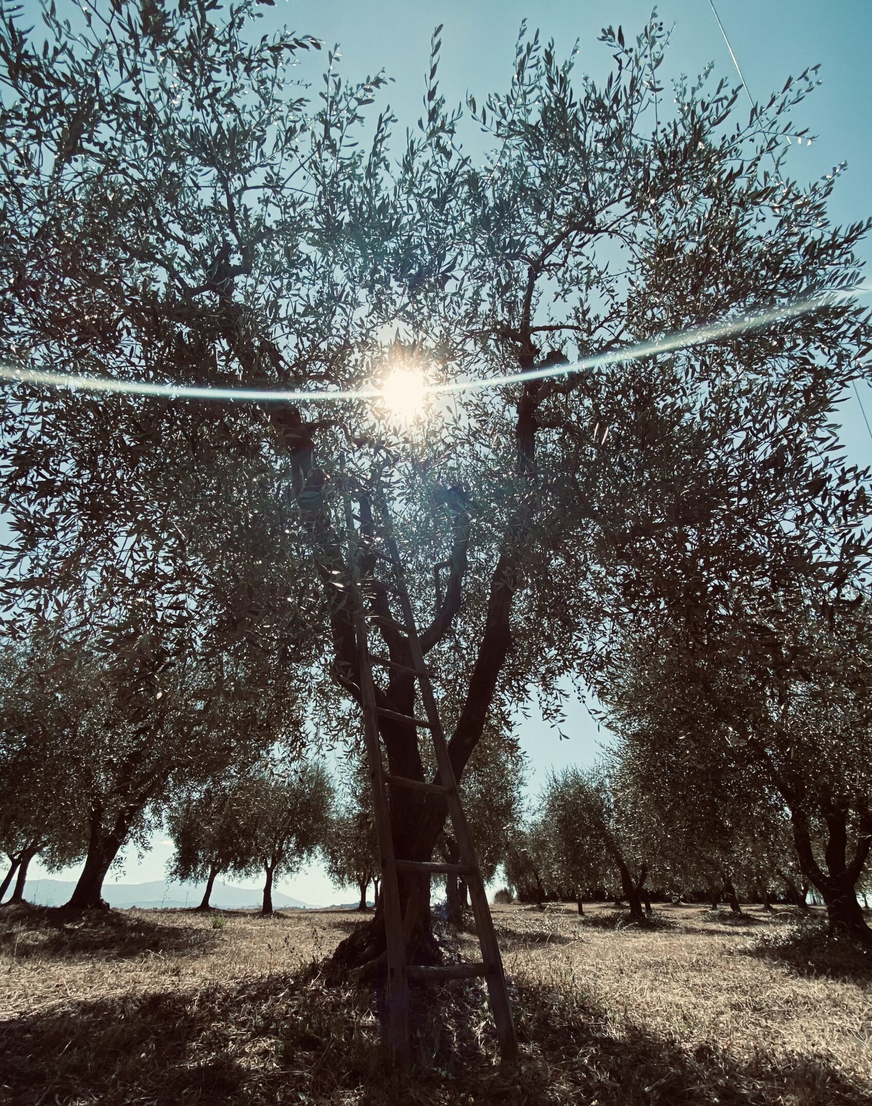 Publikacje Publikacje